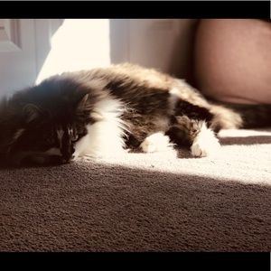 Meet your Posher, Daisy